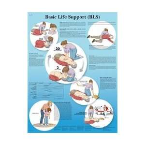 Basic Life Support Chart   Anatomical Chart  Industrial 