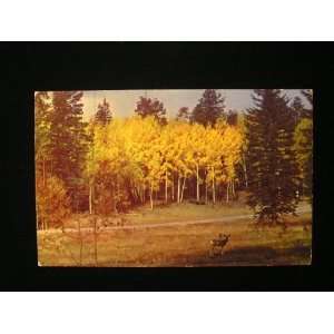  Deer, Kaibab National Forest Postcard unused not 