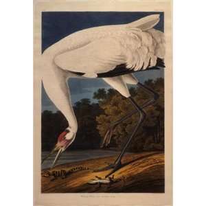     Robert Havell   32 x 48 inches   Hooping Crane