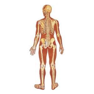  The Human Skeleton, Rear Chart