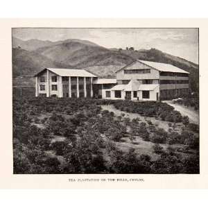  1901 Print Tea Plantation Hills Ceylon Sri Lanka Mountains 