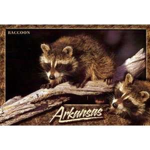  Arkansas Postcard 12126 Raccoon Case Pack 750 Sports 