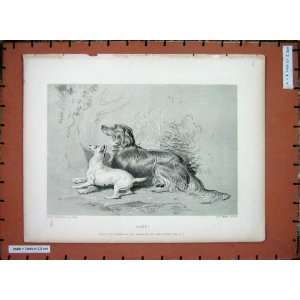    Antique Print Sir Landseer Puppy Dogs Lewis Fowler