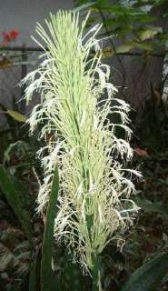 bowstring hemp sansevieria hyacinthoides 10 seeds the bowstring hemp 