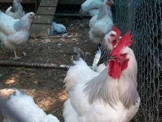 Pure Coronation and Light Sussex Split Hatching Eggs 10+  