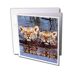  Wild animals   Tiger Cubs   Greeting Cards 6 Greeting 