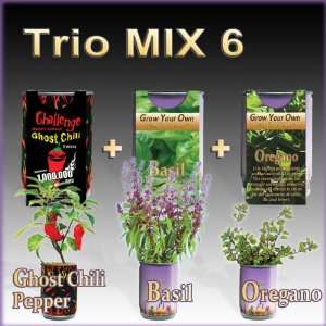  Grow your own Ghost Pepper, Basil and Oregano (All In One 