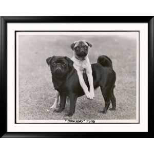  Couple of Banchory Pugs Collections Framed Photographic 