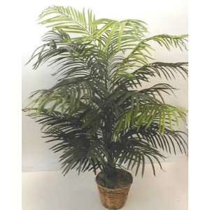  5 DOUBLE Areca Palm SOLD OUT