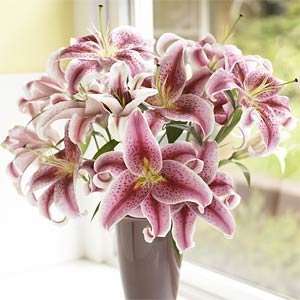  Organic Bouquet Lilies, Fragrant Stargazer, 10 Stems, 1 ea 