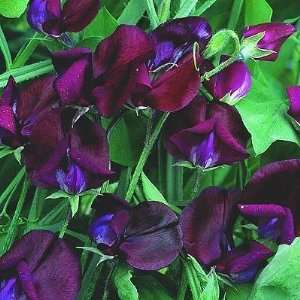  10 BLACK KNIGHT SWEET PEA Lathyrys Odoratus Flower Vine 