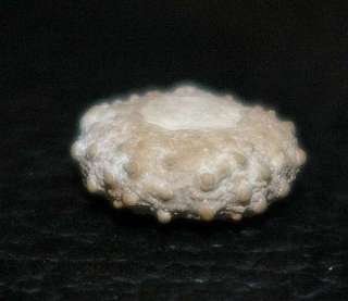 Diplopodia aequale  Oxfordian Echinoids  