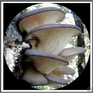  Rainbow Seeds® 100 Organic BLUE OYSTER Mushroom Plugs 