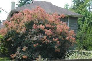 Pink Mist Smoke (Cotinus coggygria) Tree  