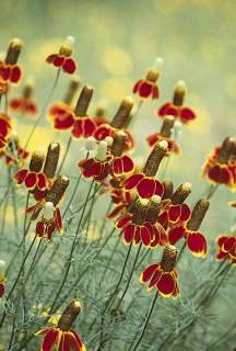 Mexican Hat Flower. Native Perennial WILDFLO  