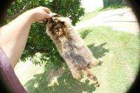 Raccoon pelt wonderful wild hide tanned fur/skin animal  
