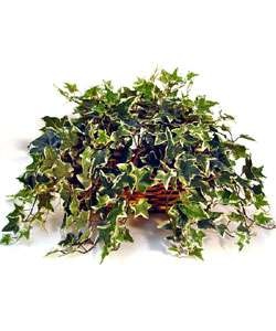 Forever Silk English Ivy Plant in a Woven Basket  