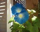 LB Morning Glory HEAVENLY BLUE Seeds Ipomoea Tricolor