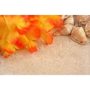  Hawaiian Beach Background with Tropical Sand, Seashells 