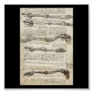 Studies of the Arm by Leonardo Da Vinci c. 1510 Print  