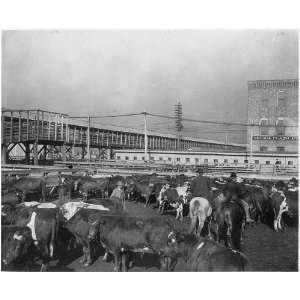  Cattle pen,Chicago Stockyards,c1900,Union Stock Yard,IL 