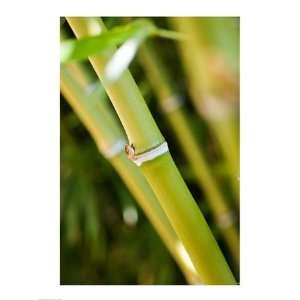  Close up of bamboo shoots Poster (18.00 x 24.00)