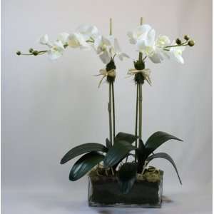   Orchid Arranged in Glass Vase with Leaves and Roots