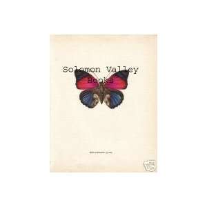  8 X 10 Colour Plate Of Agrias sardanapalus Butterfly 