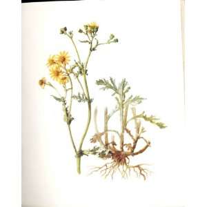   Perrin Ltd Ed 1914 Flowering Plant The Marsh Ragwort