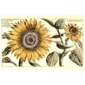  Van De Passe Chrysanthemum Poster Print