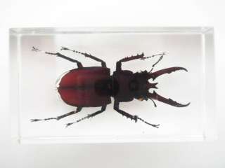 Mountain Stag Beetle Insect (Lucanus hermani) Specimen  