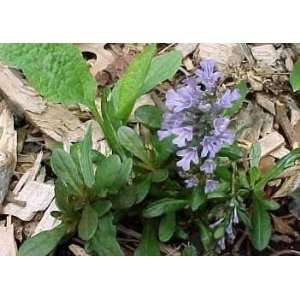  Ajuga reptans Chocloate Chip   Chocolate Chip Bugleweed 