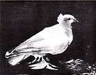 PABLO PICASSO SIGNED 1964 LITHOGRAPH w/COA symbol of peace. Dove Icon 