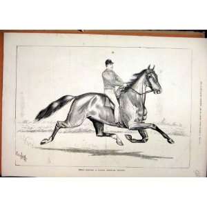  Great Eastern Horse Famous Trotter Man 1877 Old Print 