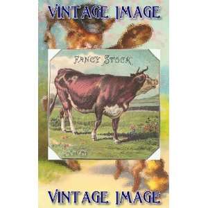   Stickers Animals Fancy Stock Cattle Vintage Image