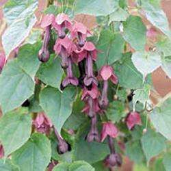 Rhodochiton Atrosanguineus   Purple Bells   50 Seeds  