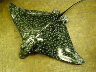 XL Spotted EAGLE RAY  3/D Wall MOUNT Taxidermy Replica  