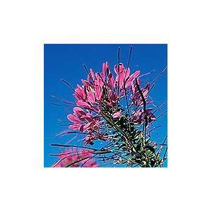  Cleome, Purple Queen (Spider Plant)   pack Patio, Lawn 