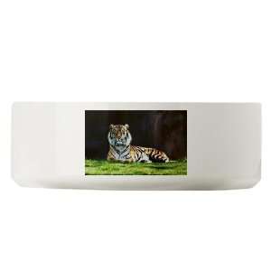   Large Dog Cat Food Water Bowl Bengal Tiger Stare HD 