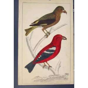  Cross Bills Bird Birds Colour Antique Print C1860 Art 