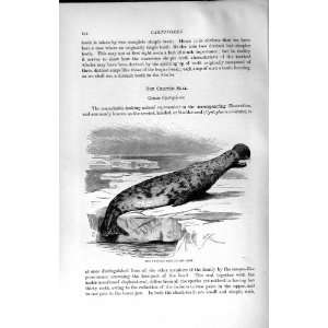    NATURAL HISTORY 1894 LEOPARD SEAL COLOUR PRINT