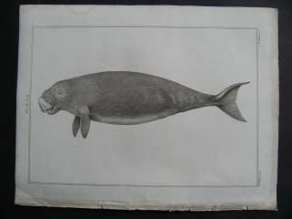 großer Historischer Kupferstich Seekuh Dugong von 1823  
