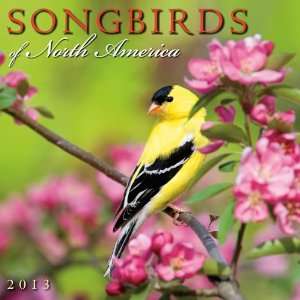  Songbirds of North America 2013 Mini Calendar Office 