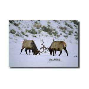  Bull Elk Fight Yellowstone Wyoming Giclee Print