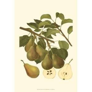  Pear Varieties III by Unknown 13x19