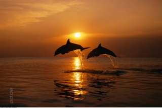Für Dolphins   jump for joy haben wir passende Rahmen im Angebot