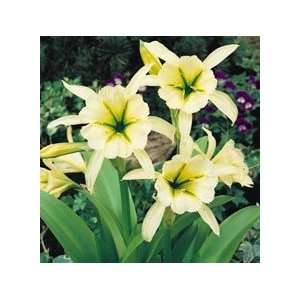   Sulphur Queen Daffodil Bulb  Ismene Patio, Lawn & Garden