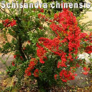 Schisandra chinensis ***** Magnolienwein ***** 15 Samen  