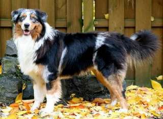 Australian Shepherd Deckrüde mit ASCA und DRC Papieren in Dortmund 