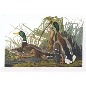 Audubons Birds of America 221 Mallard Duck (Limited Edition Museum 
